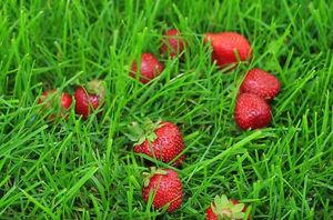 Вкусный секс: топ-5 продуктов для удовольствия Вкусный секс: топ-5 продуктов для удовольствия